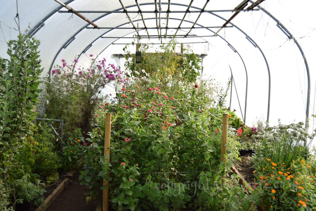 Poly tunnel in October