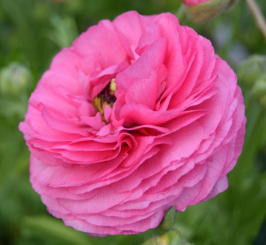 Soft pink Ranunculus