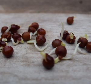 Sweet peas seeds germinating