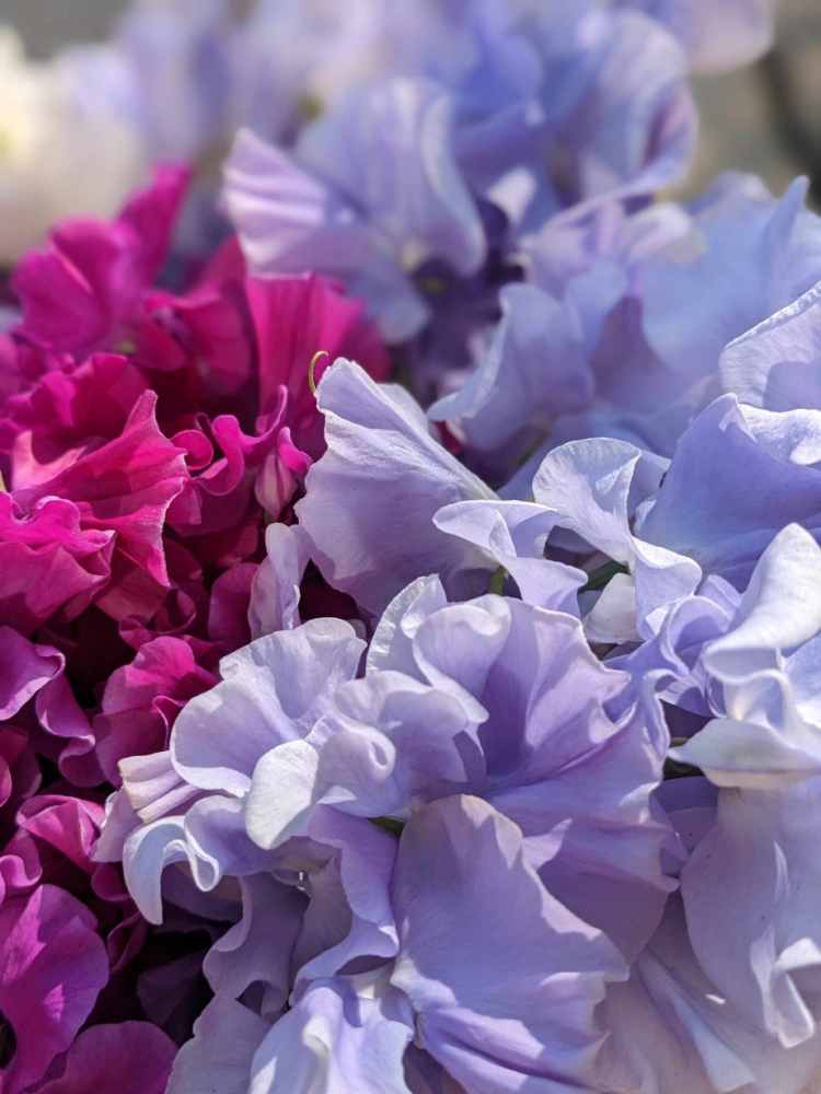 Sweet Peas, Floral Acre Shepton Mallet