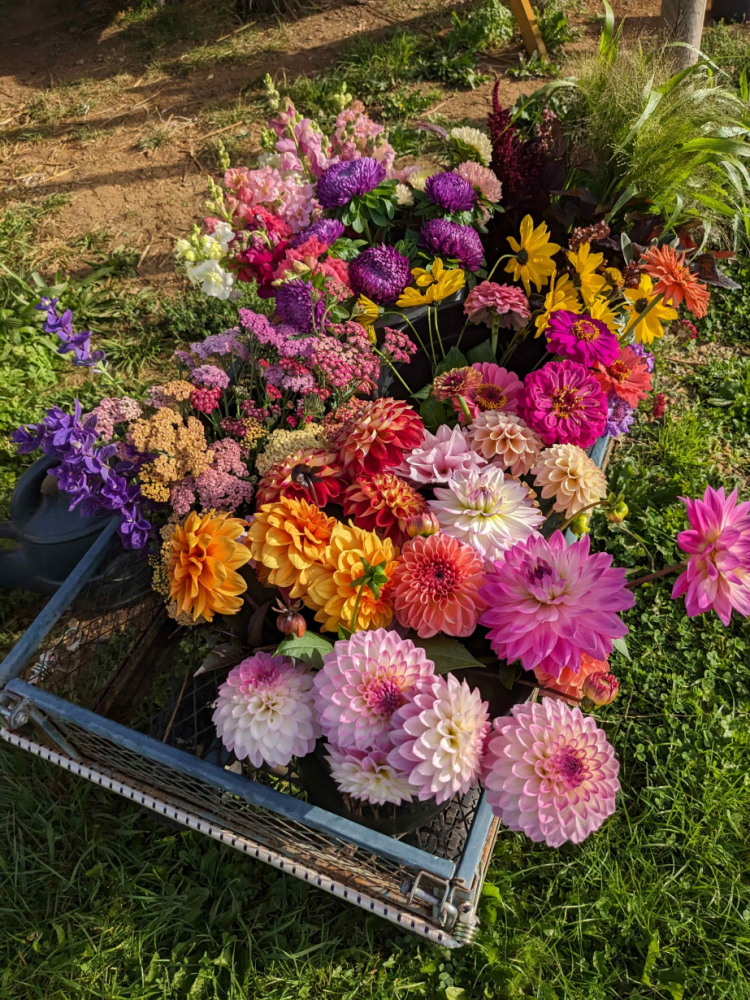 British grown cut flowers Floral Acre Shepton Mallet